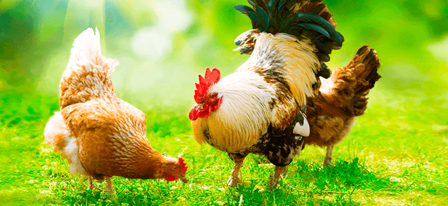 Cercando o frango com e-mail marketing